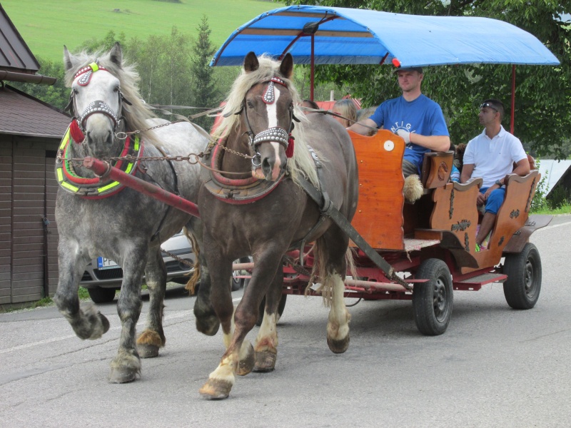 orse horses cart